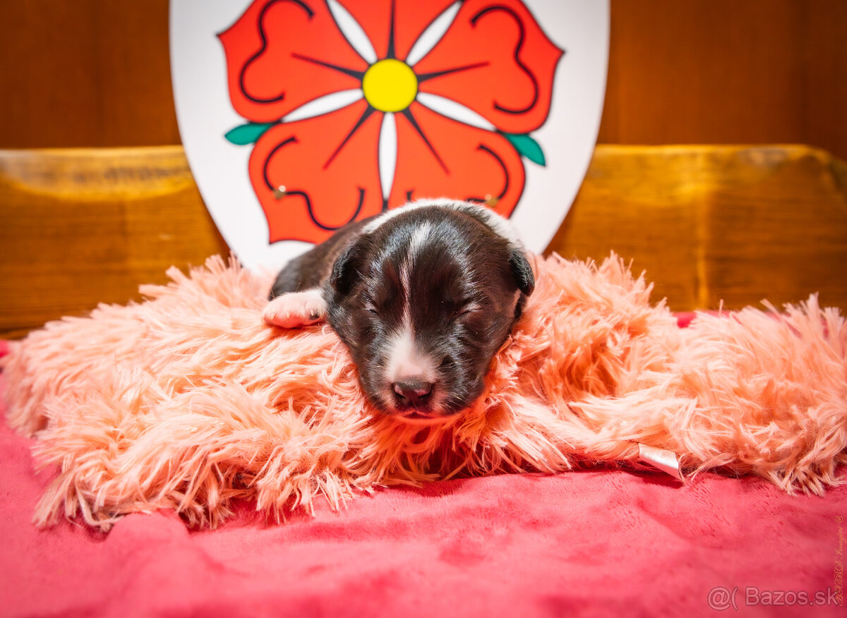 Šteniatká Border Kólia s PP, Border Kolia - 5