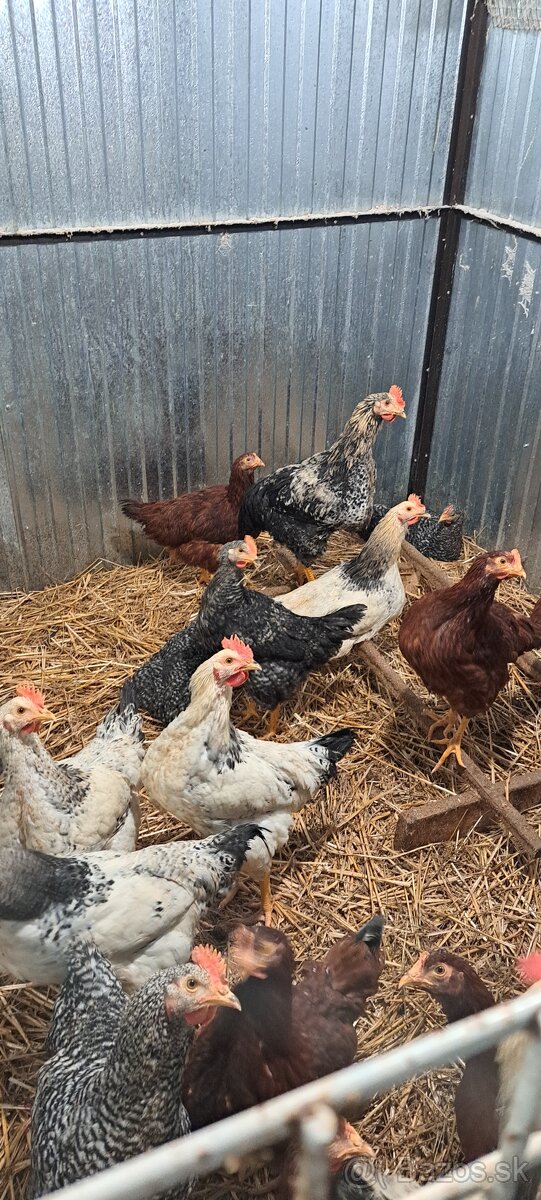 Kohúty 4 mesiace - 5