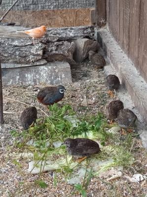 Prepelica čínska - 5