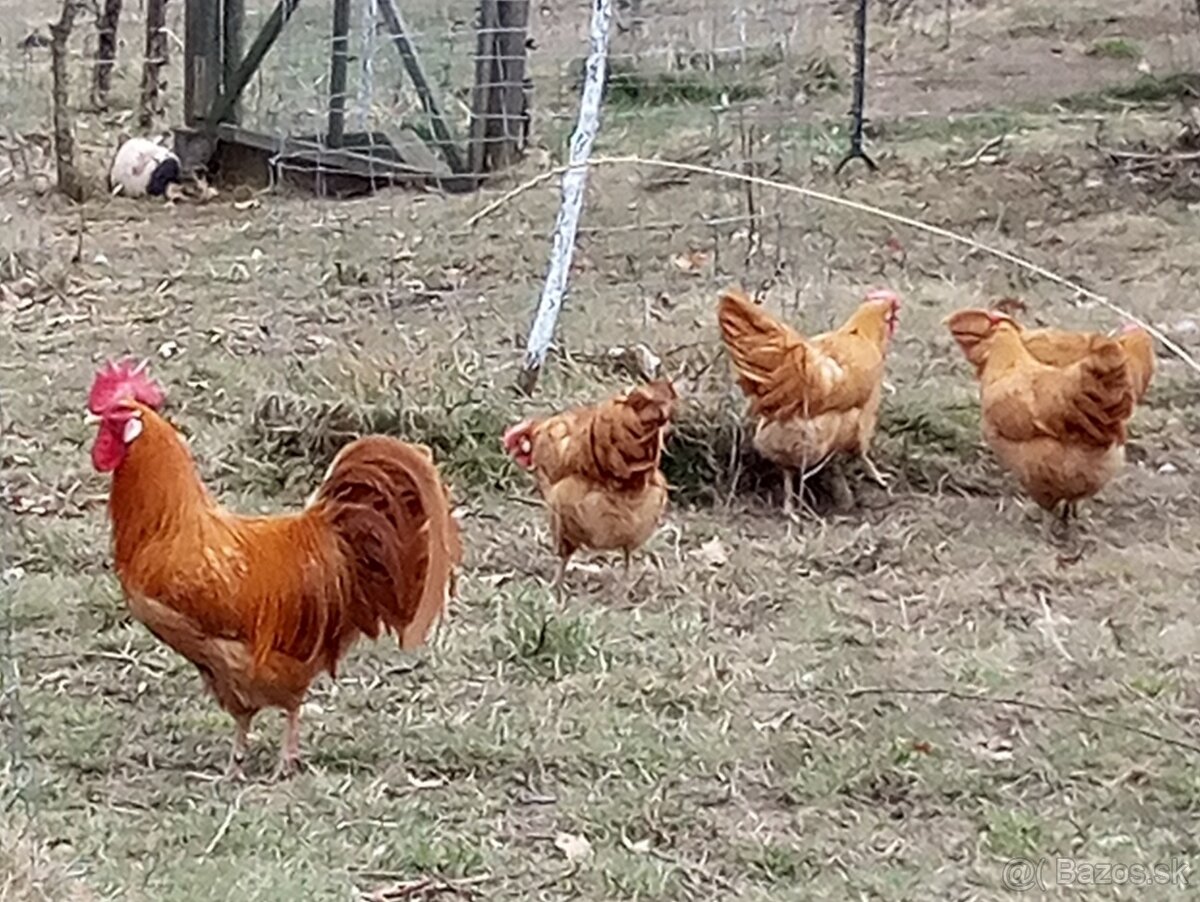 Vlaška žltá NV - 5