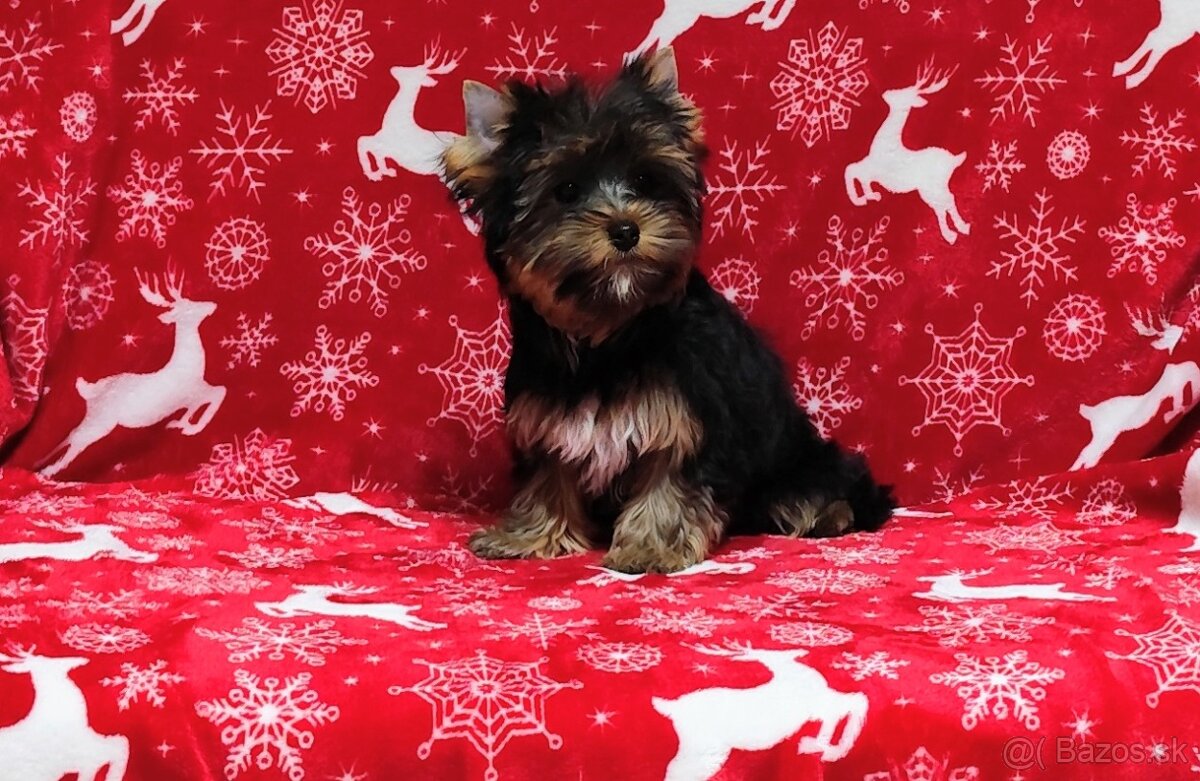 Yorkshire terrier - 5