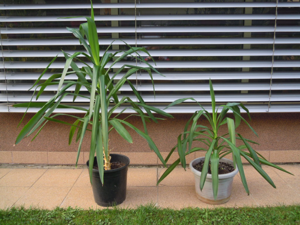 Yucca obrovská - rastlina v kvetináči + mykoríza - 5
