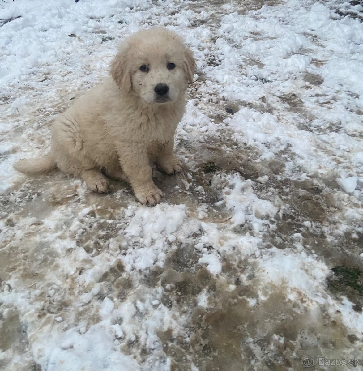 Slovenský čuvač - 5