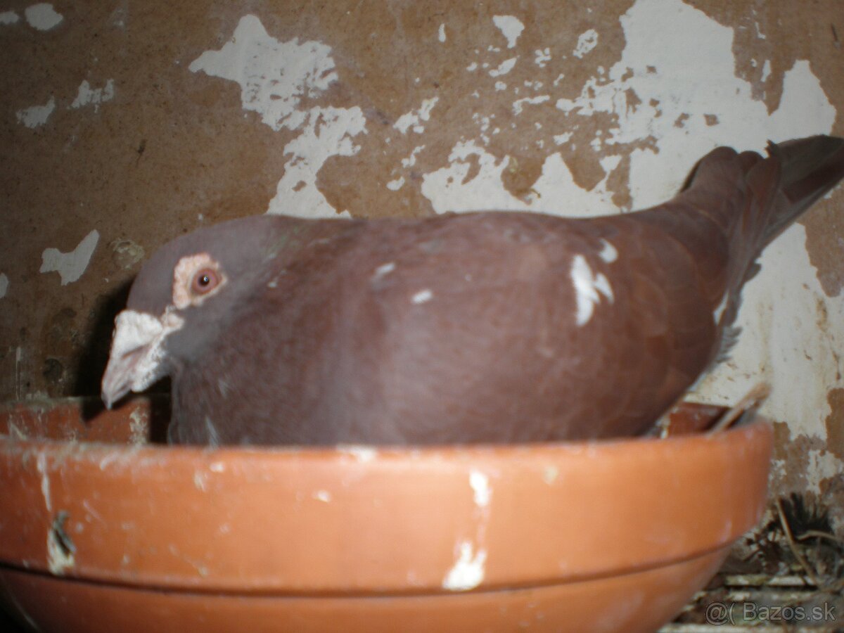 Predám poštové holuby Meulemans - 5