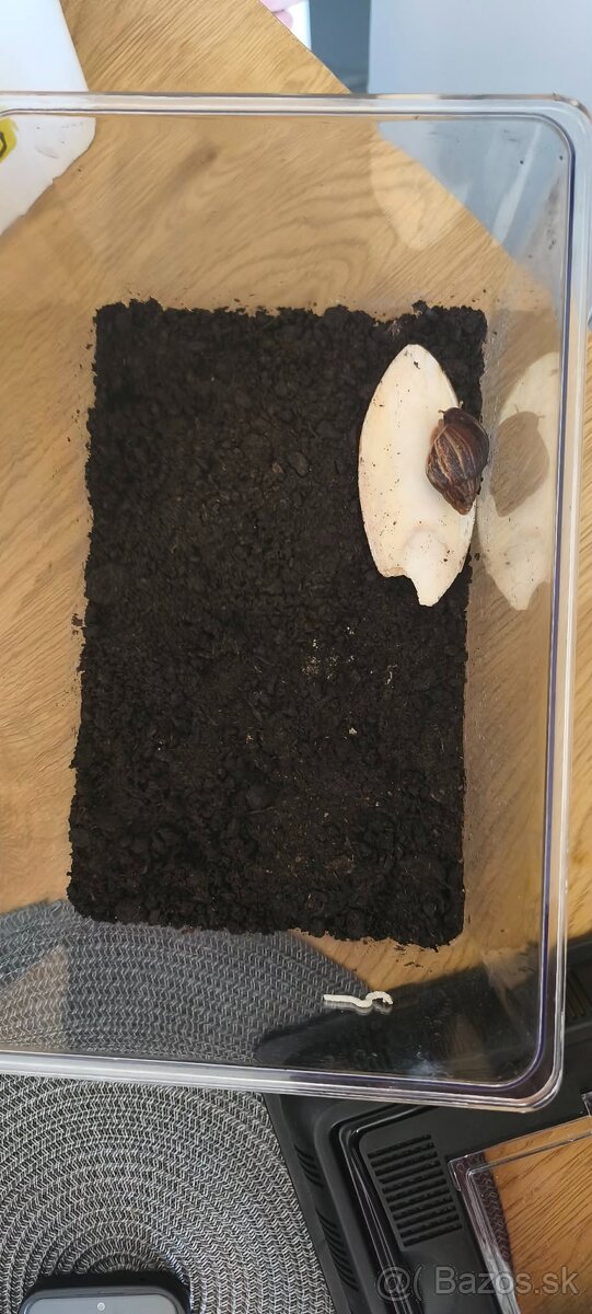 Africky slimkak zadarmo + terarium - 5