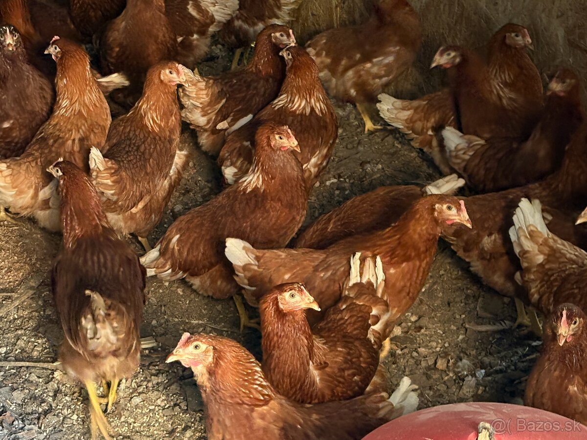 Sliepky Mládky Nosnice Lohman - 5