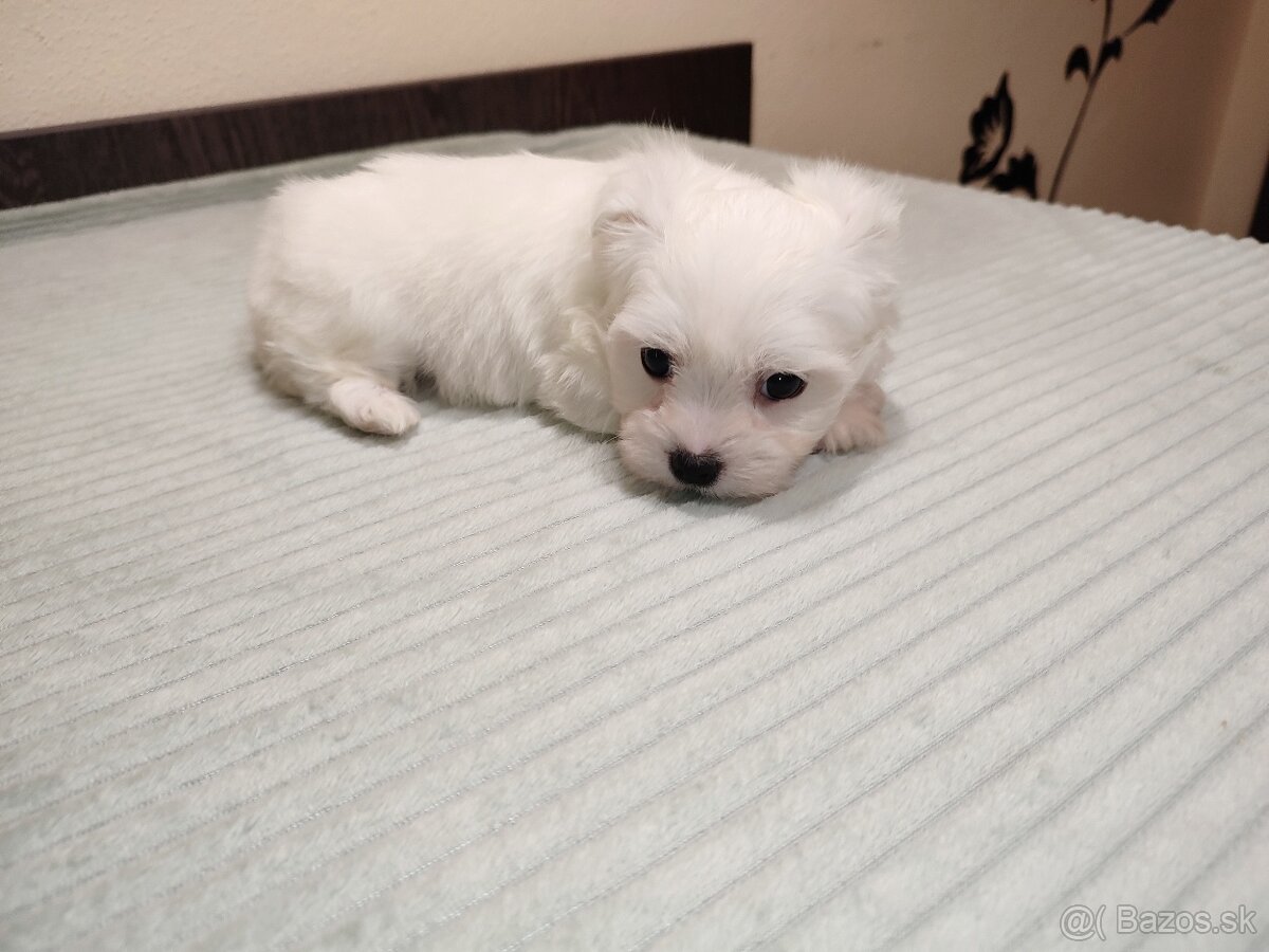 Maltezáz- šteniatka malého vzrastu - 5