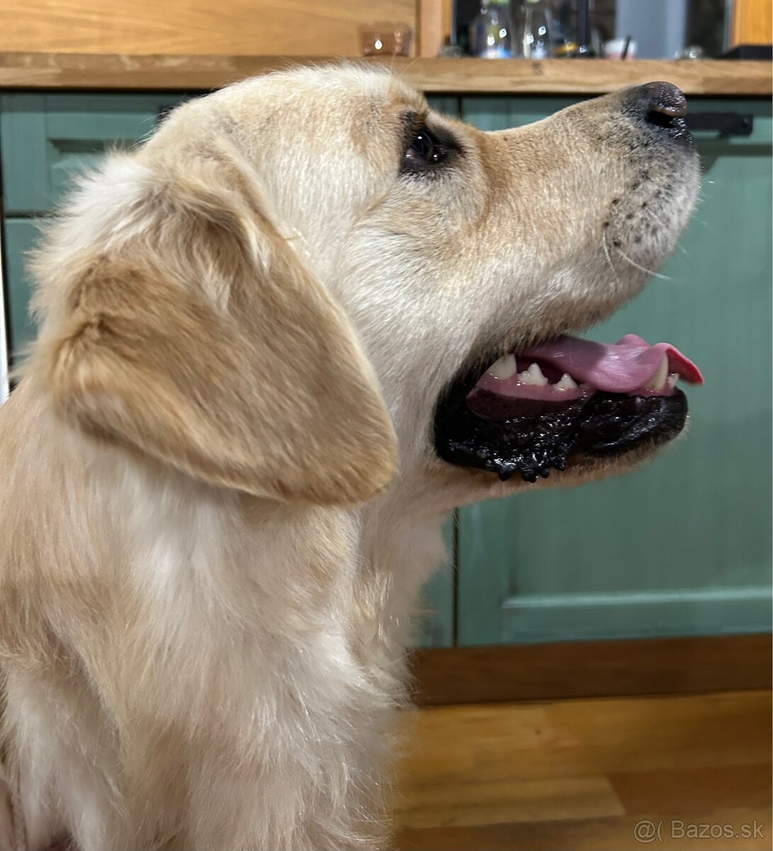 Zlatý retriever - 5