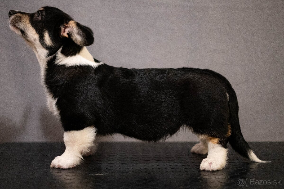 Welsh corgi pembroke s PP - 5