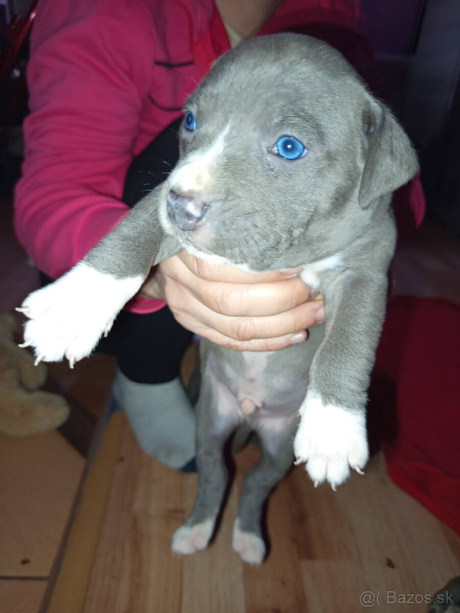 americky staforshier terrier - 5