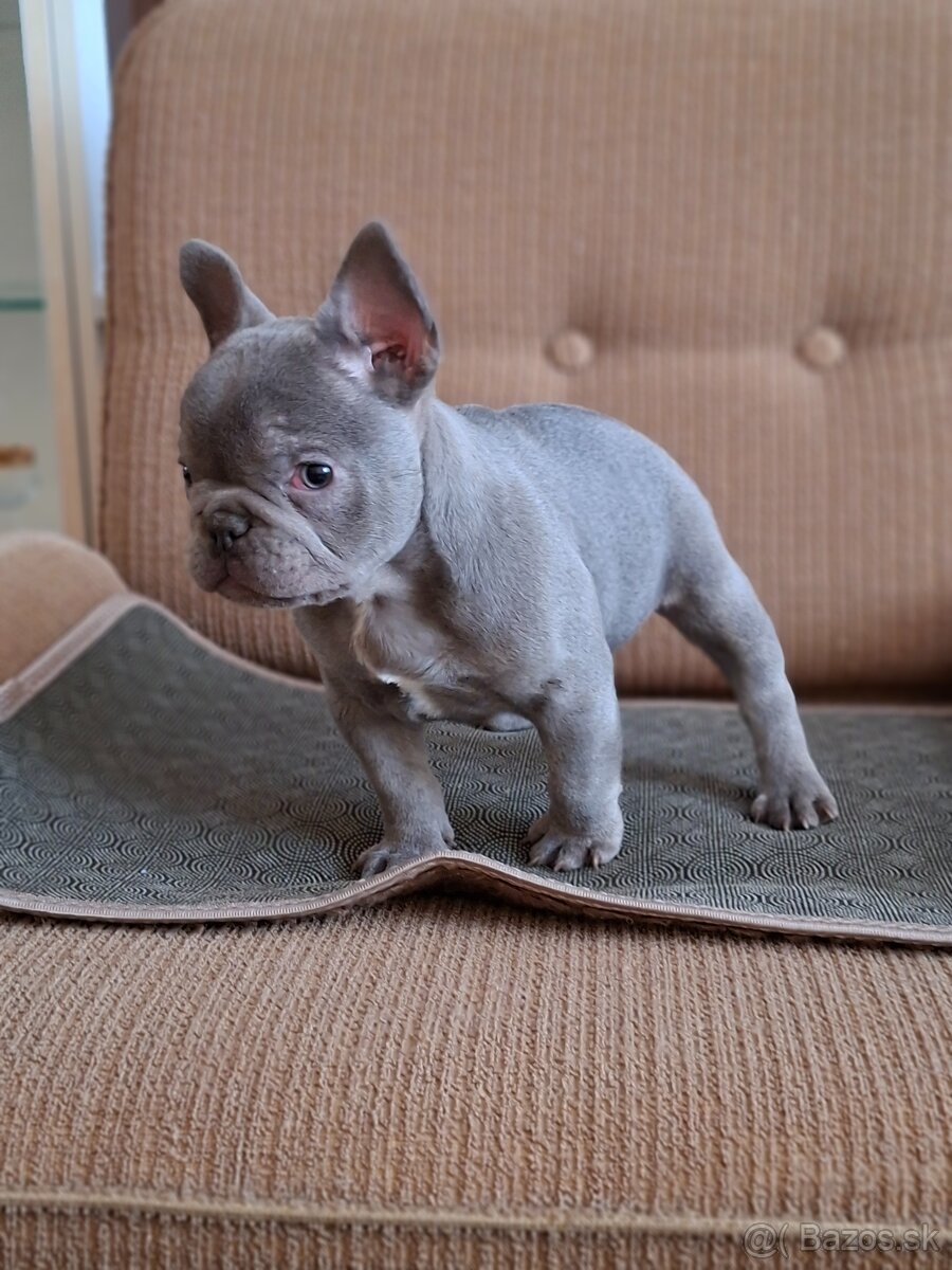 Francúzsky buldoček modry(lilac) - 5