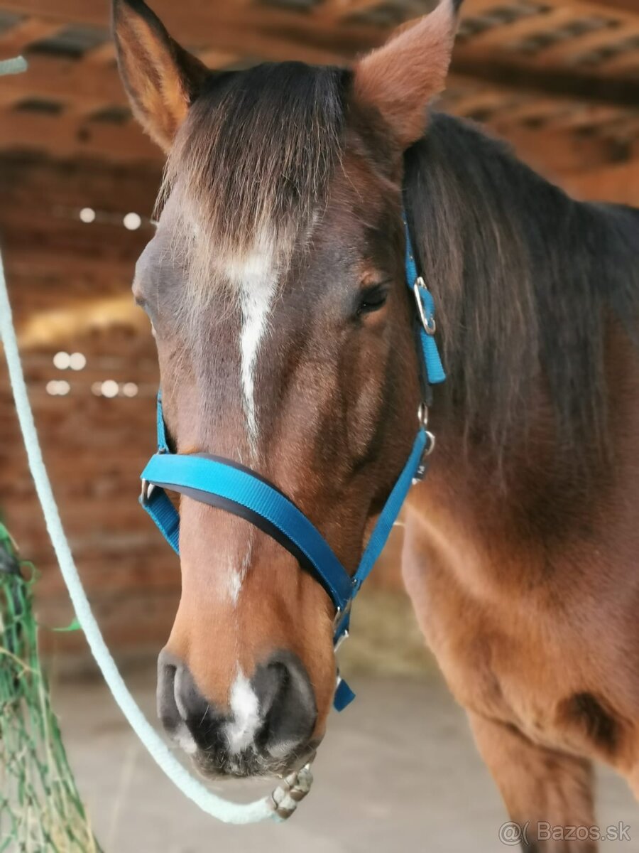 Slovenský teplokrvník - 5