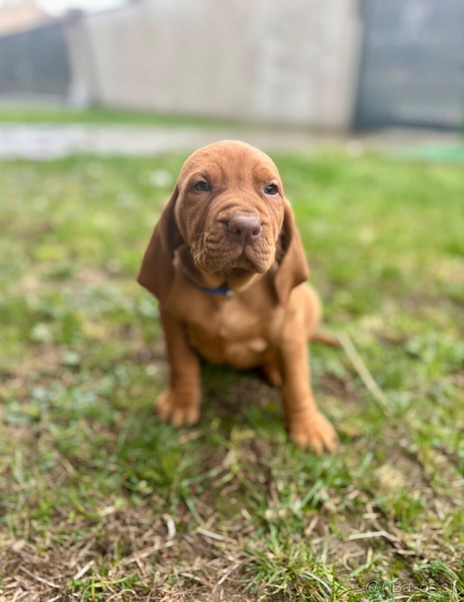 Maďarská vyžla šteniatka - 5