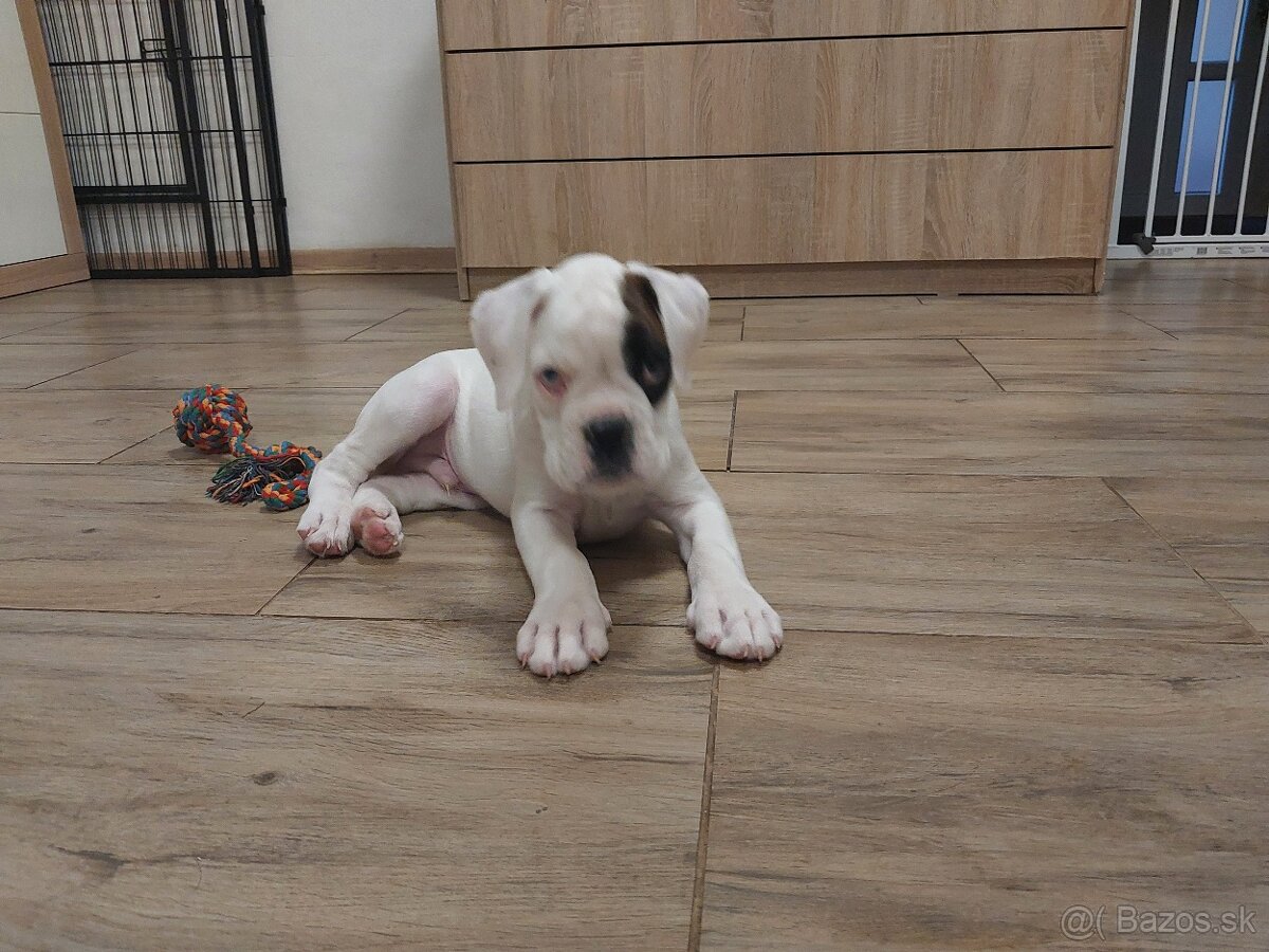 Nemecký boxer šteniatko PP - 5