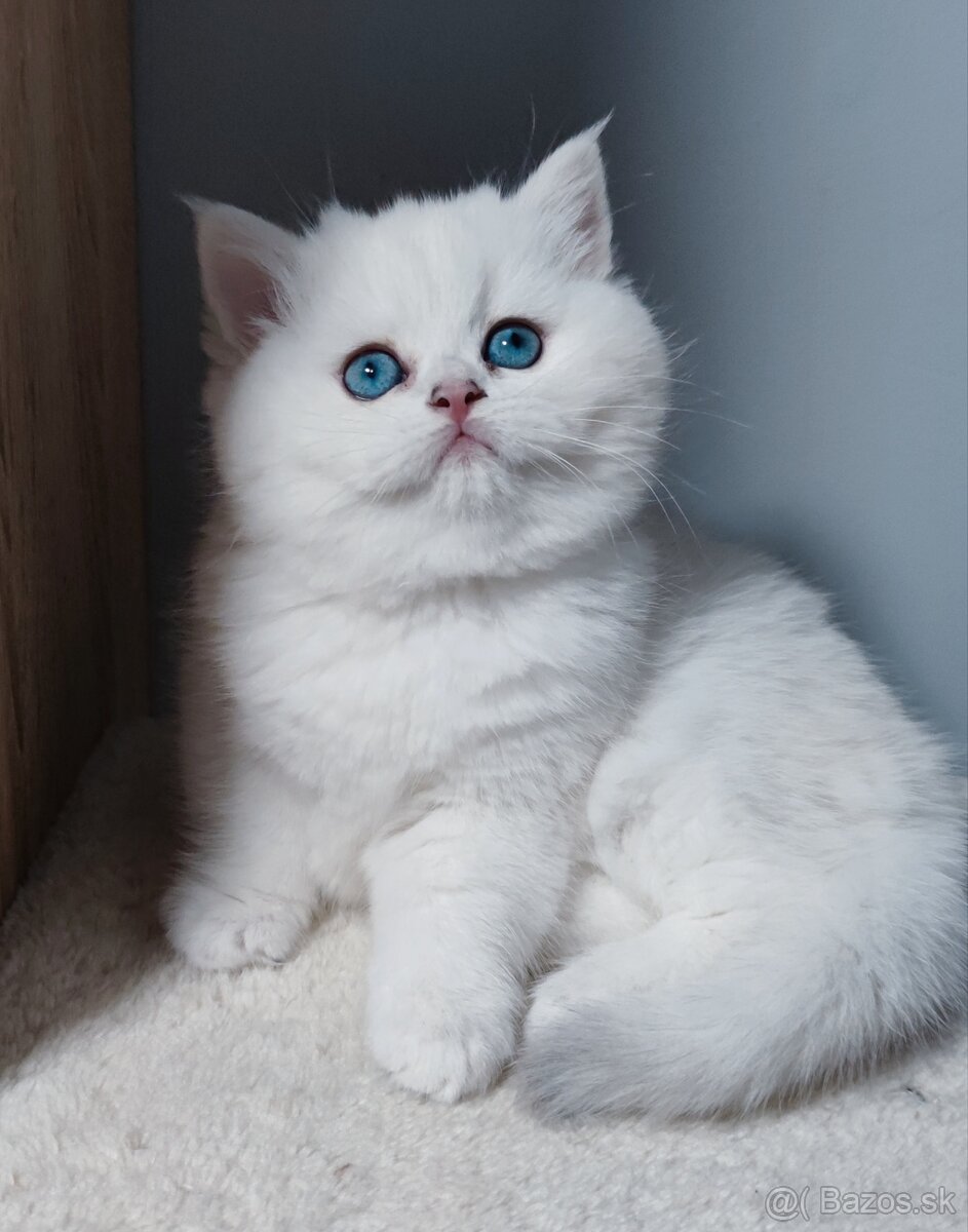 Britské mačiatka s PP na Vianoce❣️ - 5