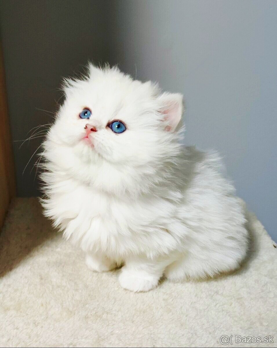 Britské mačiatka s PP ❣️ - 5