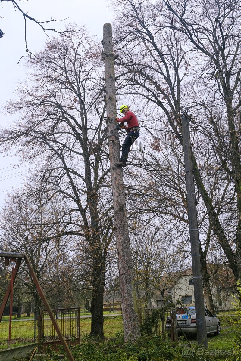 Zrezavanie a výrub stromov 🌲 - 5