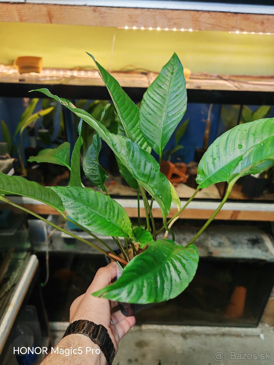 Anubias heterophylla - 5