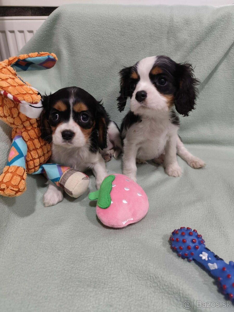 Cavalier King Charles španiel - 5