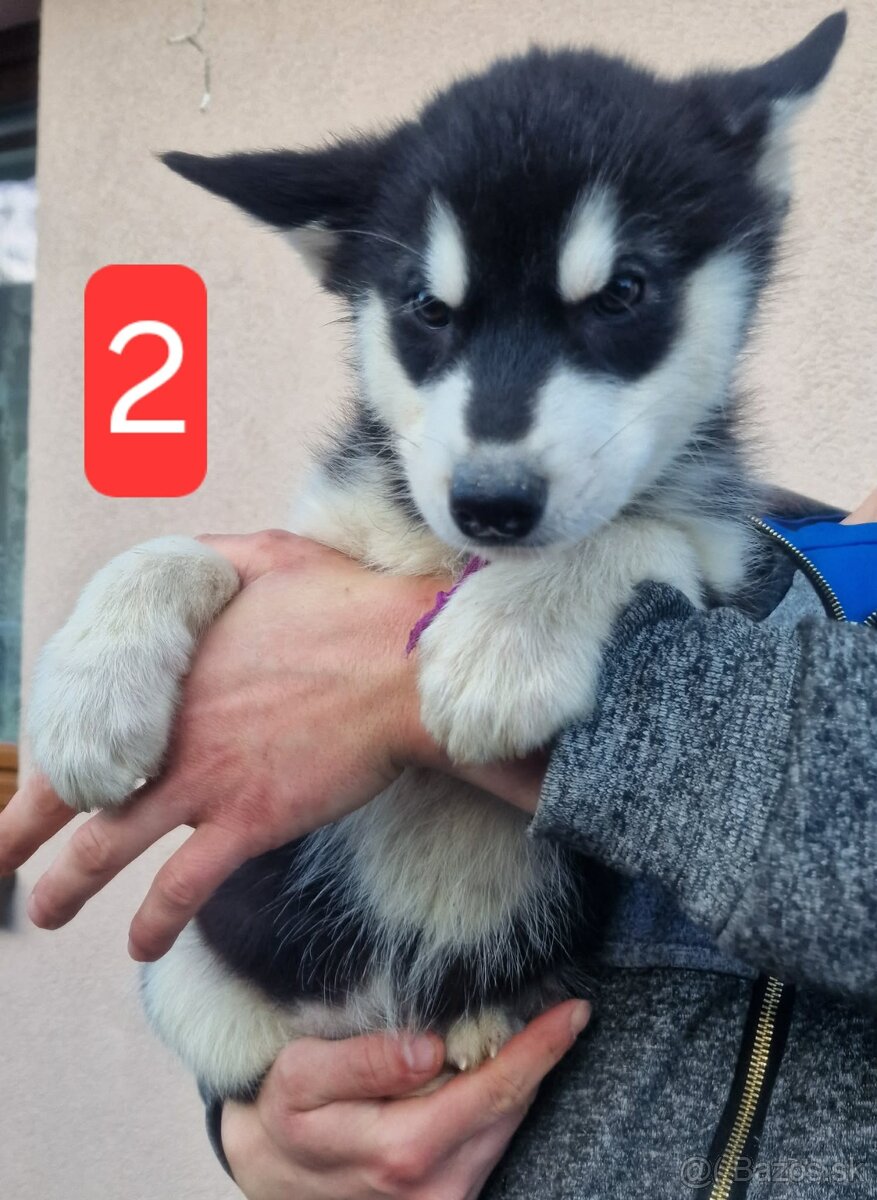 Aljašský malamut - 5