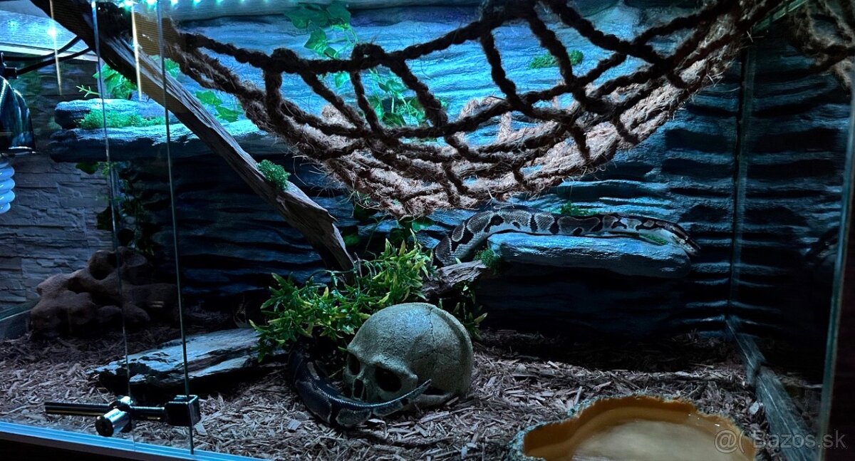Pyton + terárium - 5