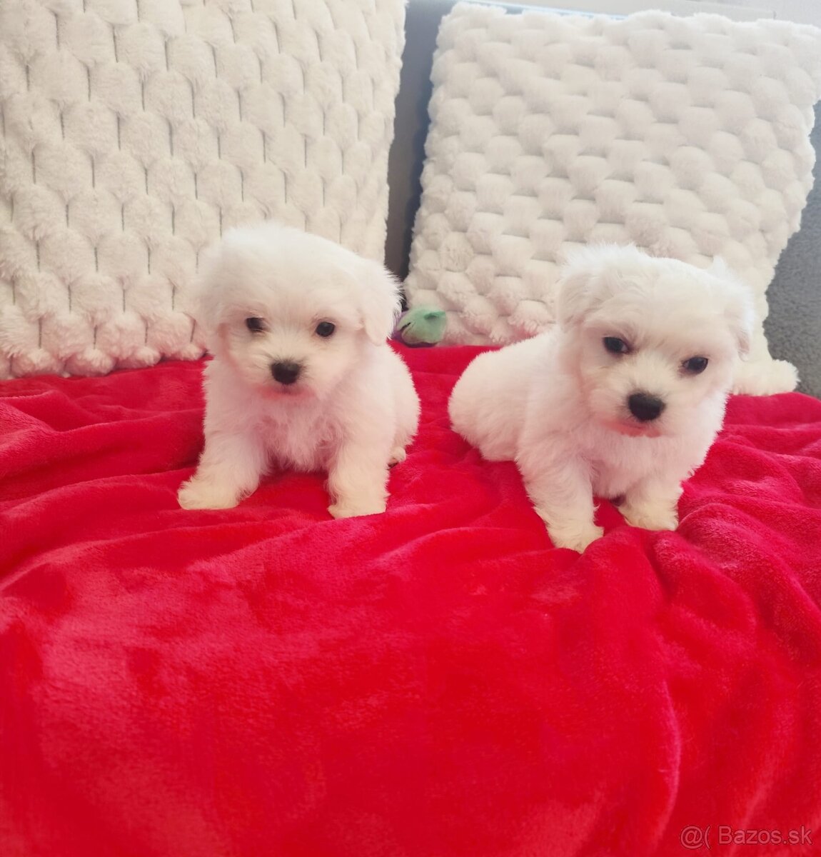 Maltezsky psík, maltezák, maltez - 5