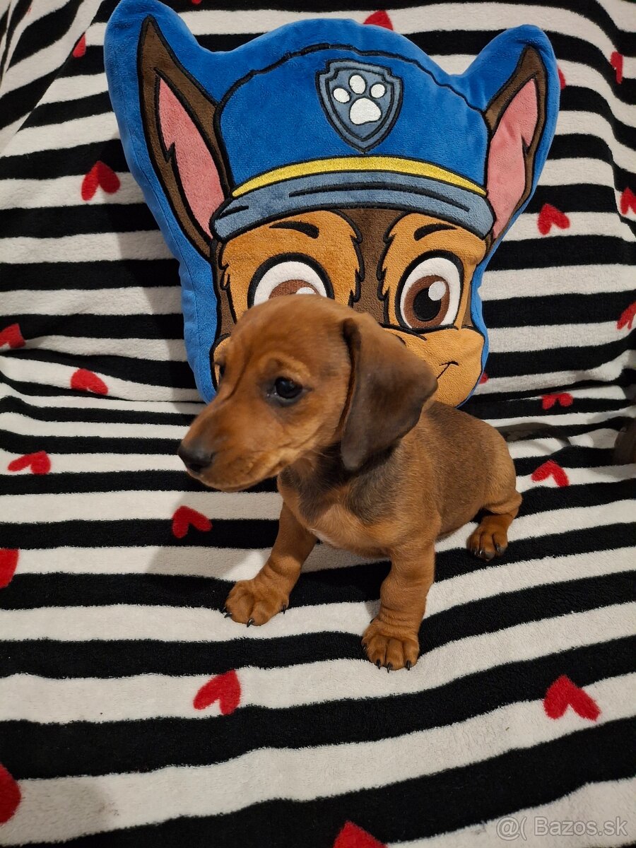 Trpasličí jazvečík - 5