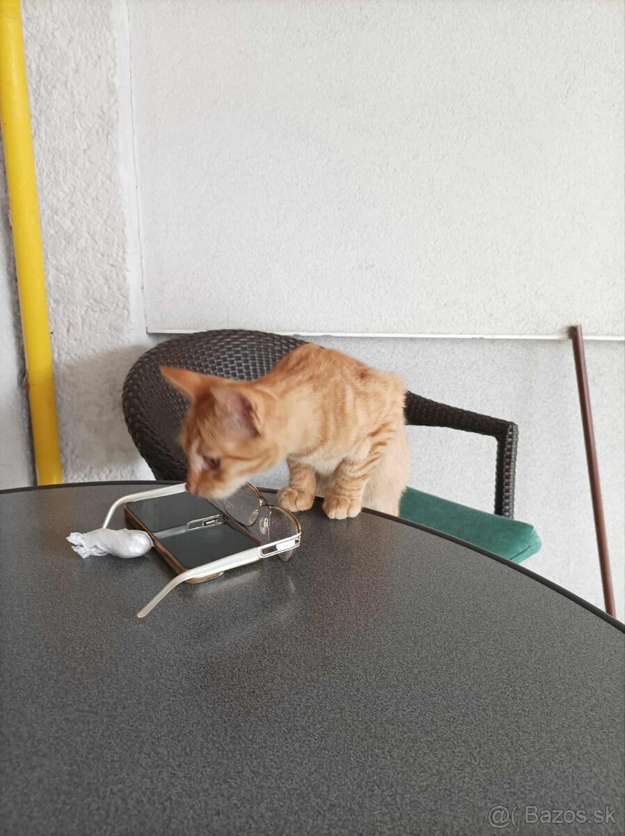 DARUJEM KRÁSNEHO KOCÚRIKA DO DOBRÝCH RÚK - 5