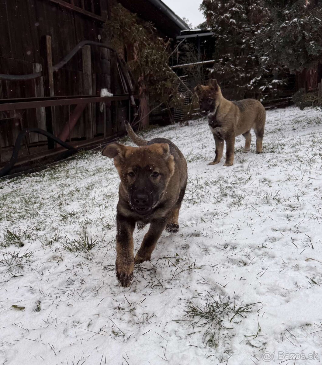 Nemecký ovčiak - 5