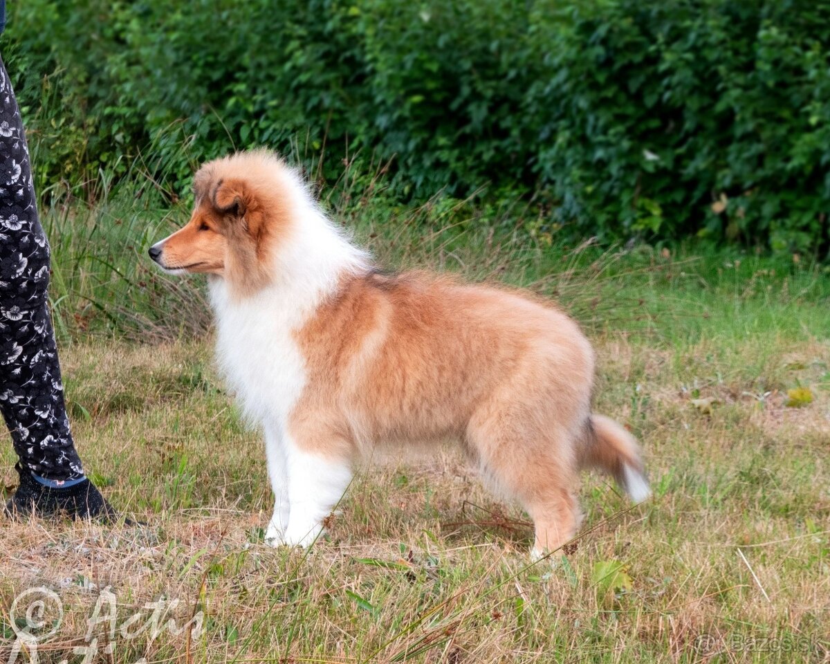 Kólia dlhosrstá s PP - 5