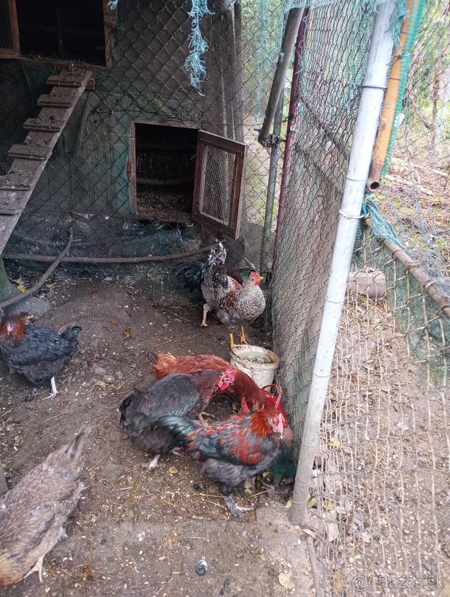 VLAŠKA JARABIČIA - 5