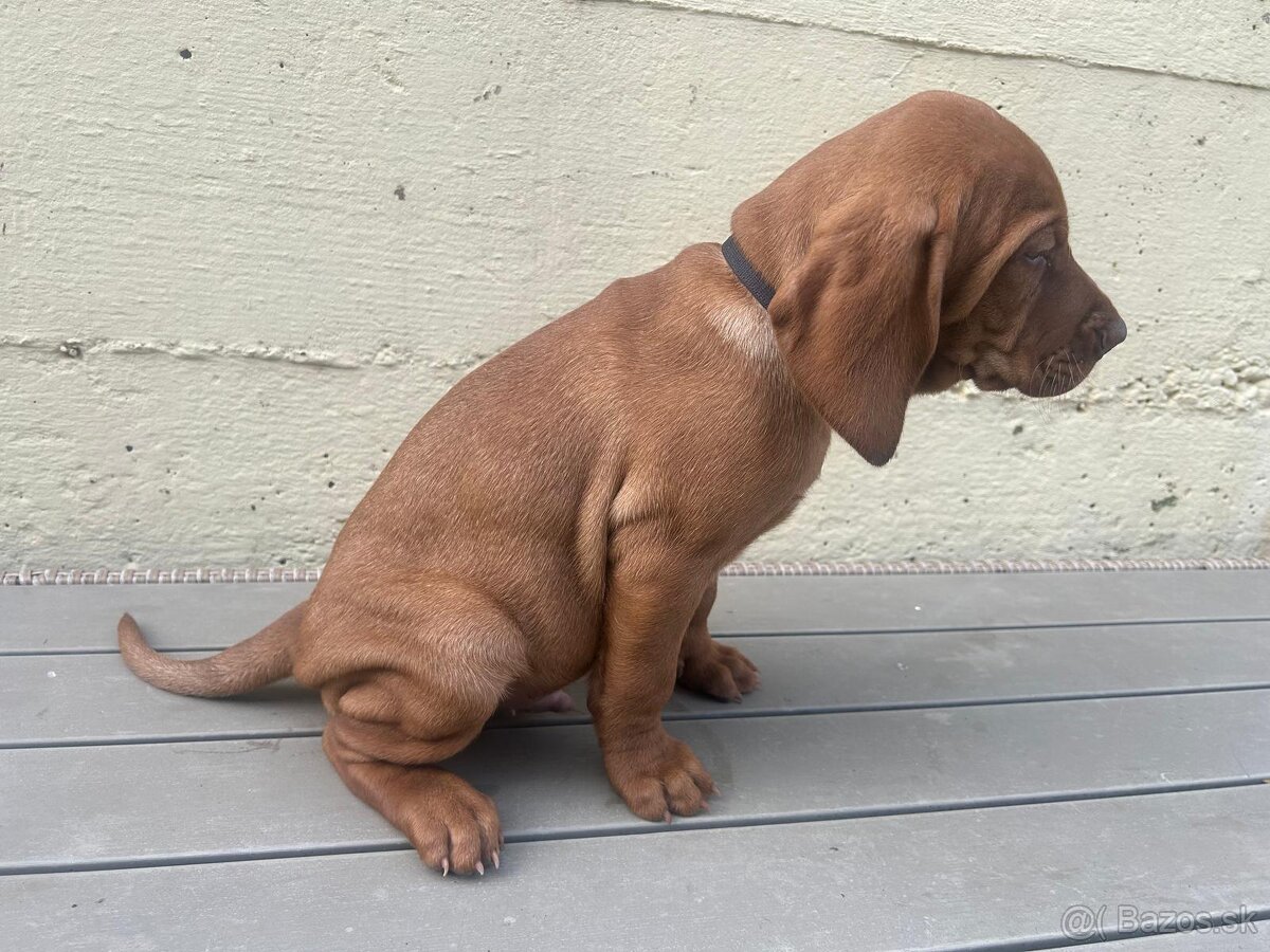 Maďarská vyžla - 5