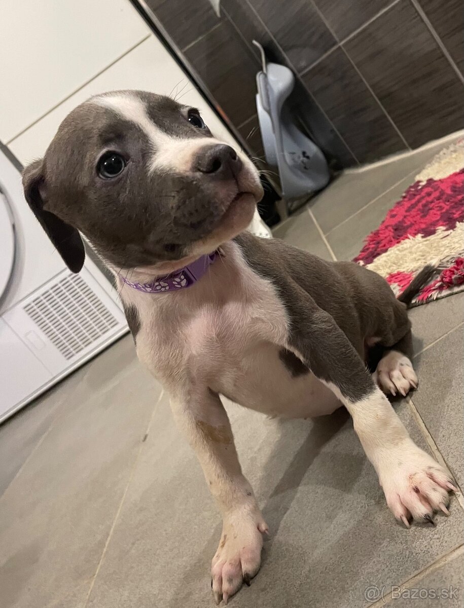 Americky Staford - 5