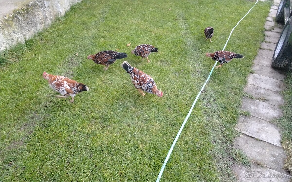 Predám vlaška porcelanova - 5