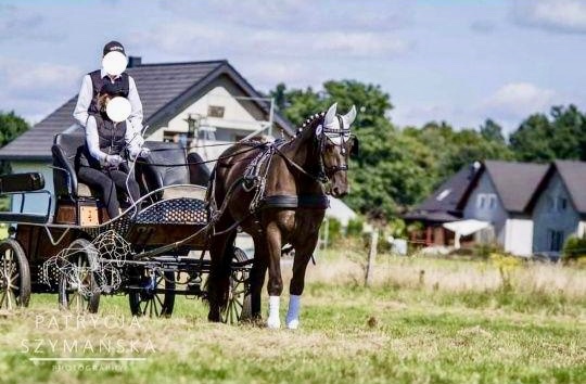 7 ročná kobylka Iwka :) - 5