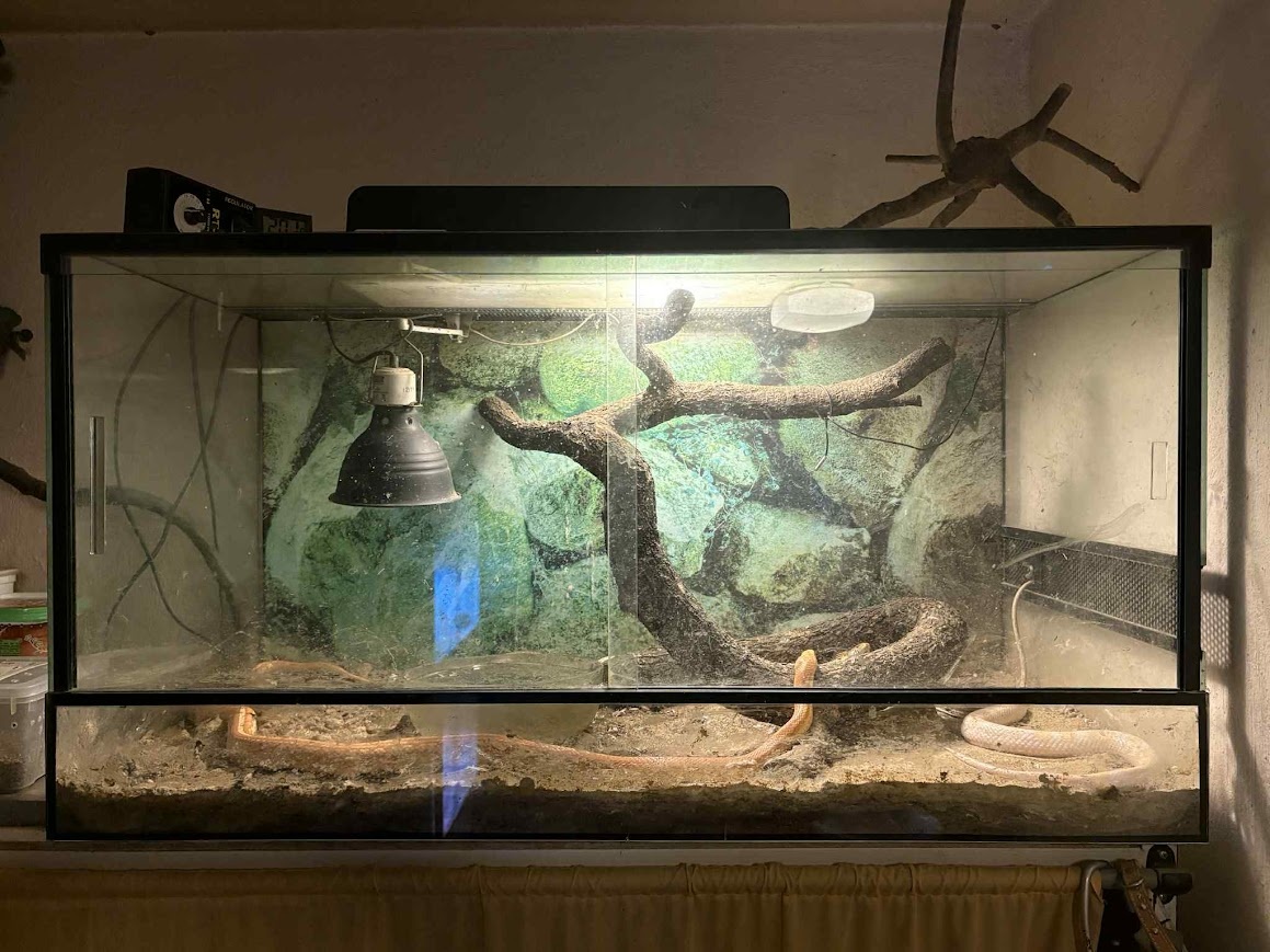 Užovka červená - 5