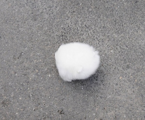 Šteniatka francúzskeho buldočka a pomeraniana sú k dispozíci - 5