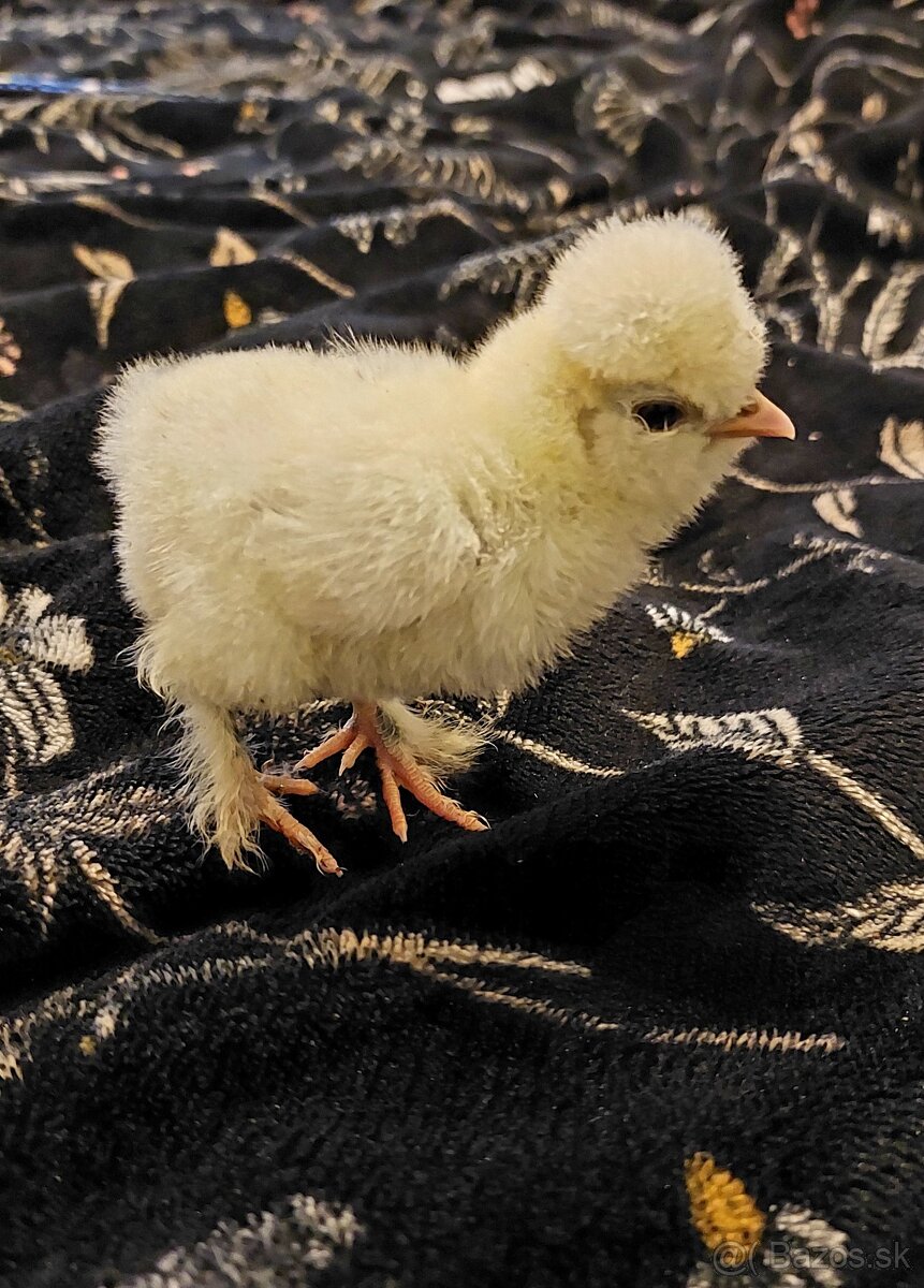 Hodvábničky-kuriatka - 5