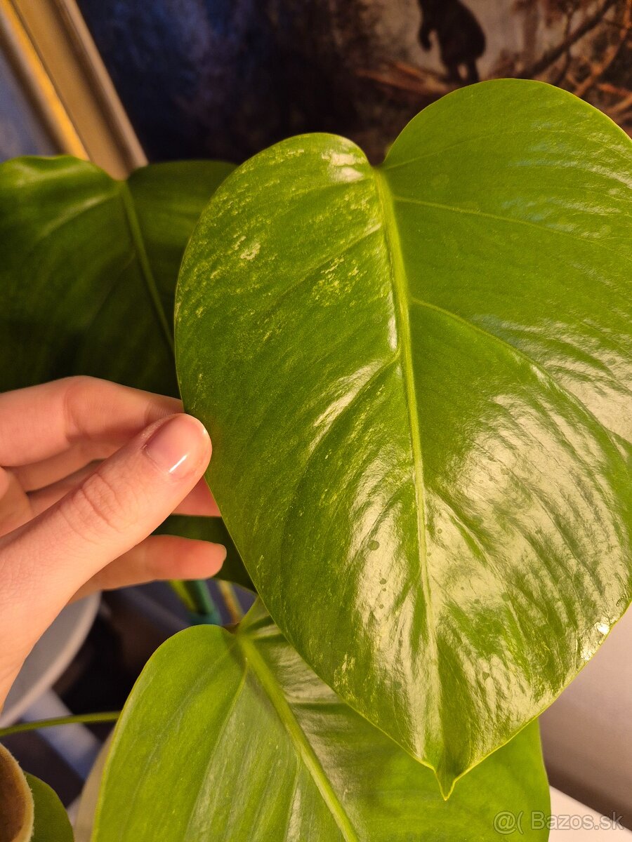 Biela monstera 3ks - 5
