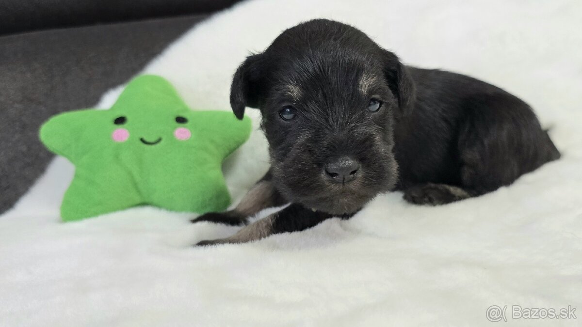 Bradáč malý čiernostrieborný s PP - 5