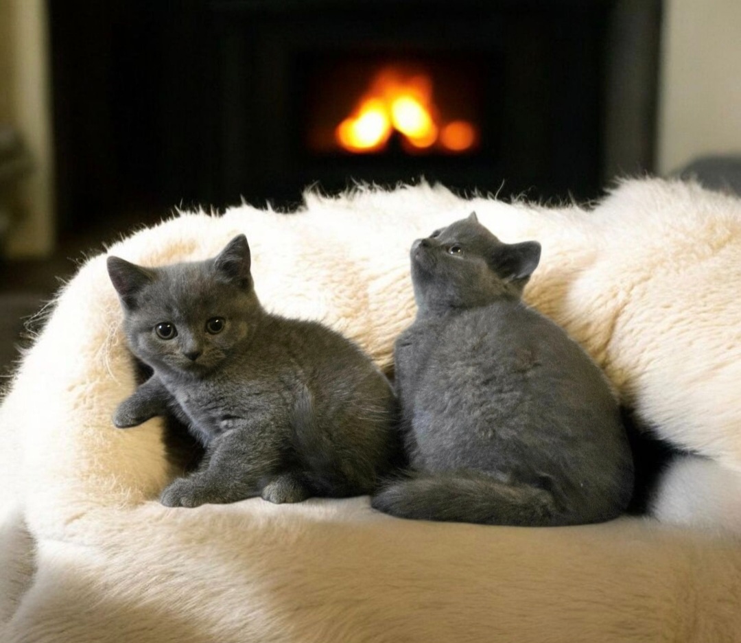 Britska macka s PP - 5