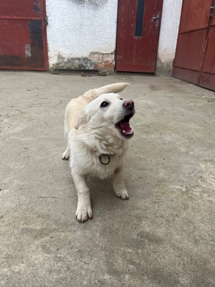 Darujem šteniatko. - 5