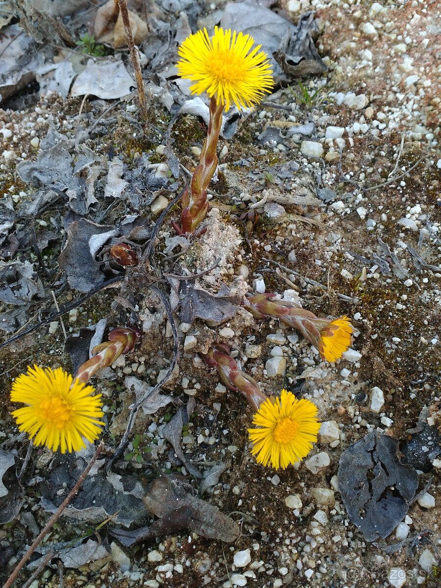 Sušené bylinky 1 - 5