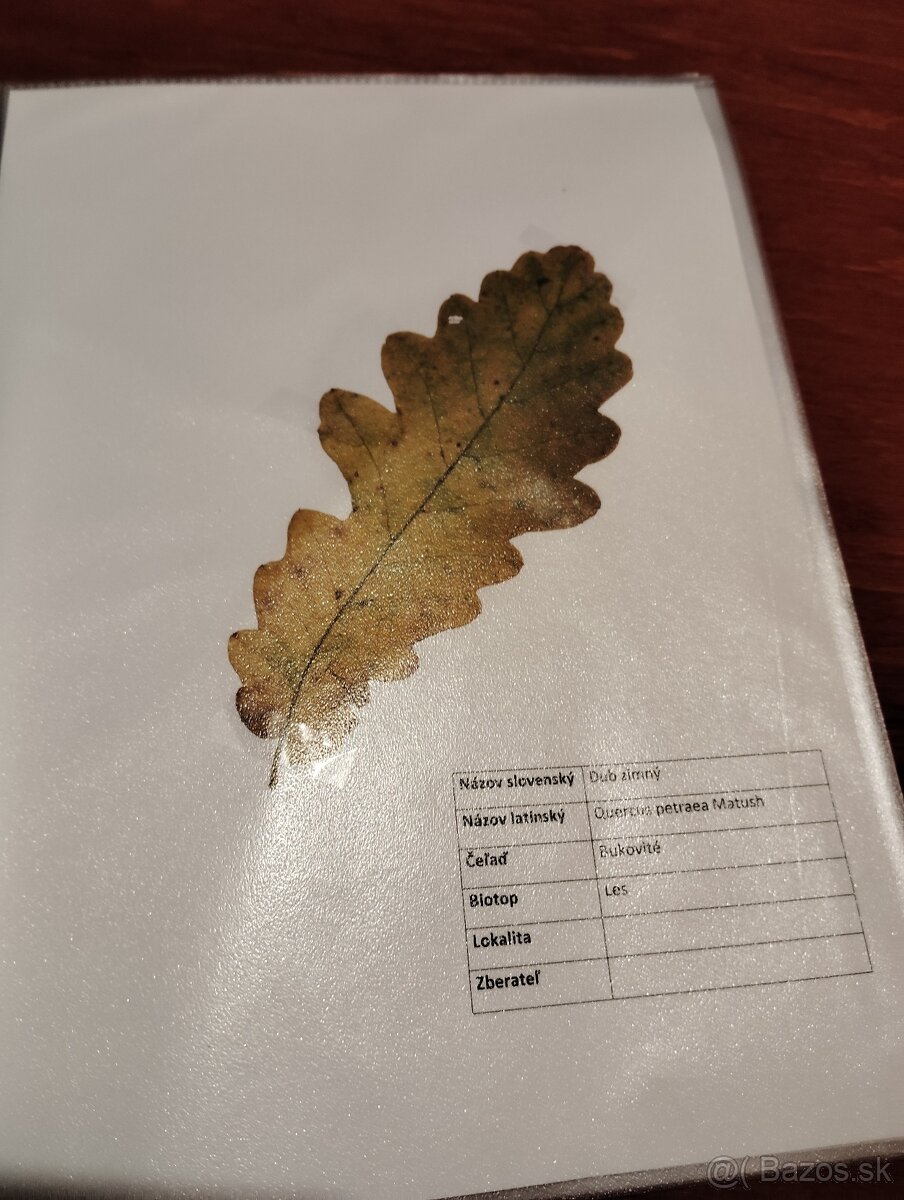 Školský herbár jesenných listov (ovocné,lesné, okrasné) - 5