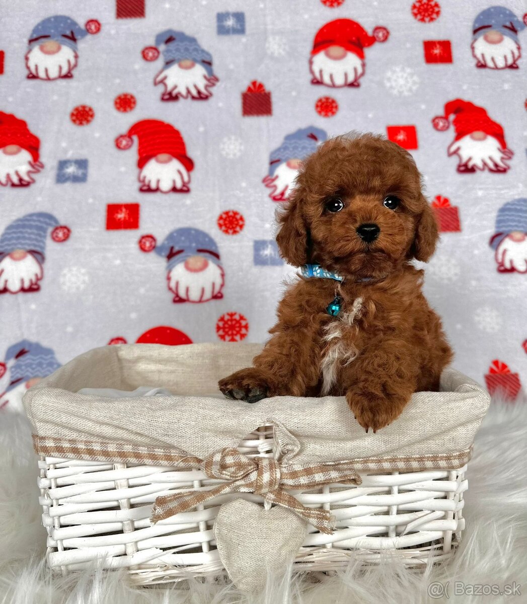 Pudel toy / Pudlík toy - CHOCOLATE psíček - 5