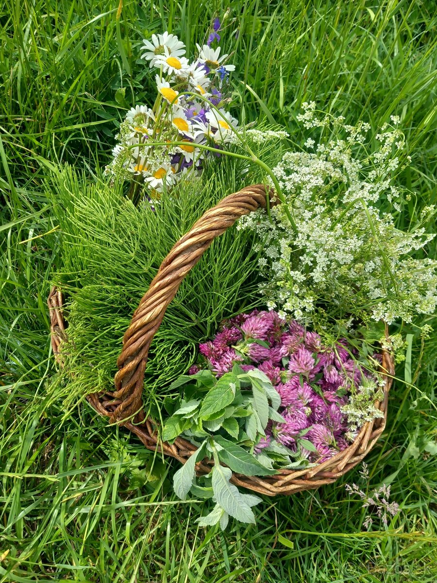 Sušené bylinky - 5