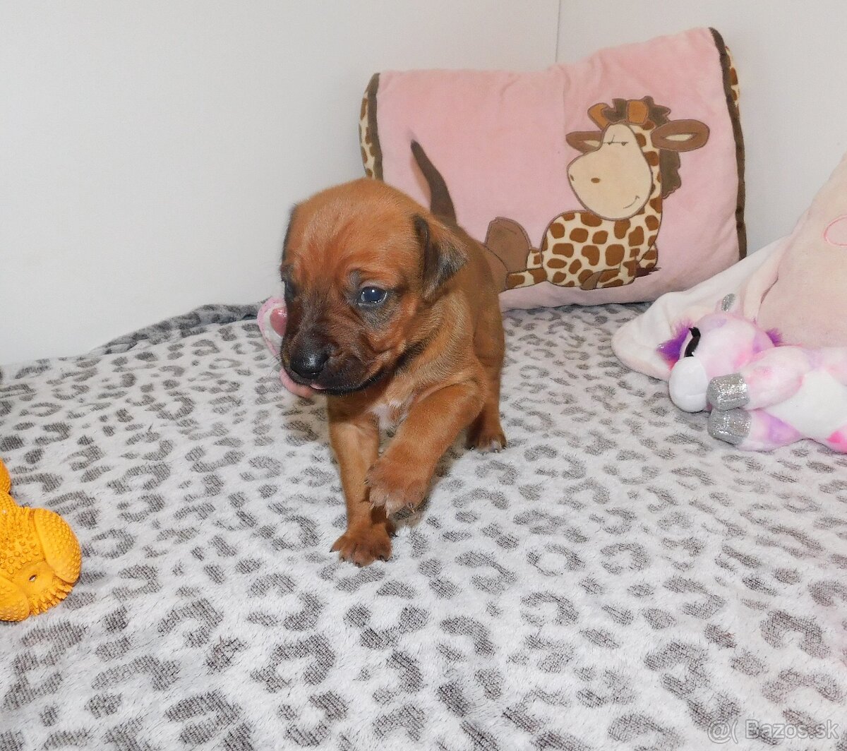 Rhodesian ridgeback- fenka s PP - 5