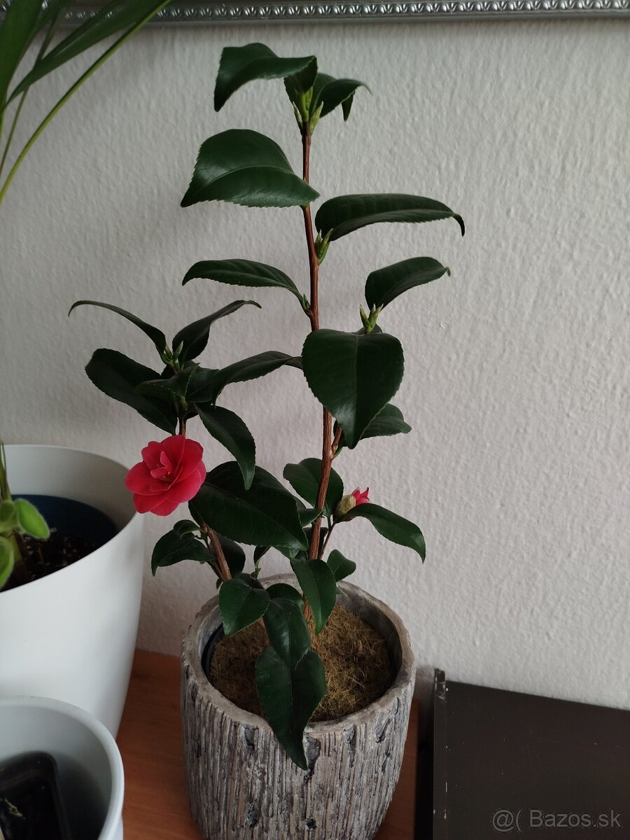 Izbové rastliny kvety mix - 5