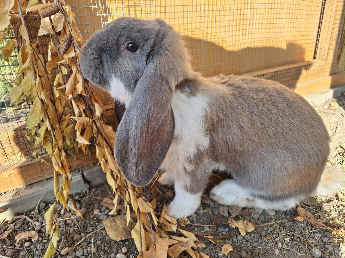 Francúzsky baran - 5