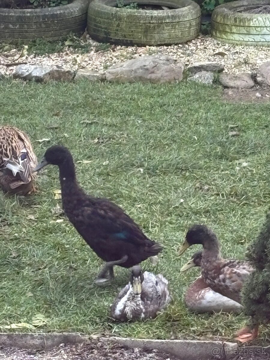 Indické bežce - káčery - 5